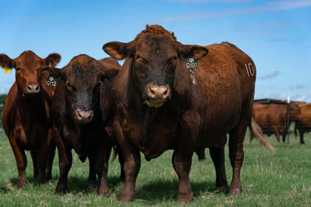Cattle in a field